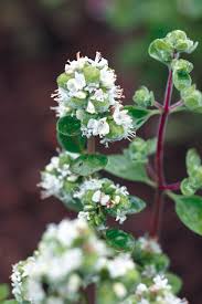 Image result for Origanum majorana