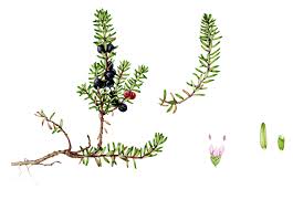 Attēlu rezultāti vaicājumam “Empetrum nigrum flower”