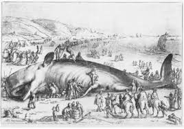 Image result for Physeter macrocephalus