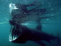 Image result for Cetorhinus maximus