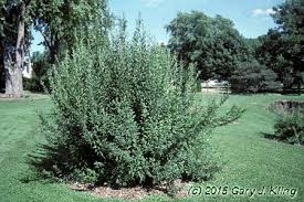 Attēlu rezultāti vaicājumam “Ligustrum vulgare”