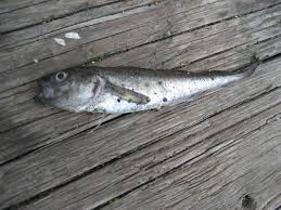 Image result for Boreogadus saida