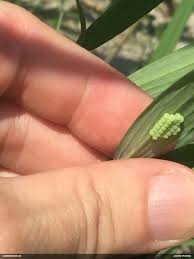 Attēlu rezultāti vaicājumam “Lamproderma debile”