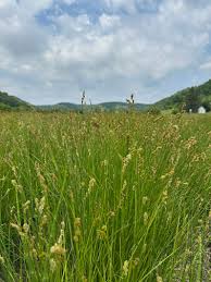 Attēlu rezultāti vaicājumam “Carex arenaria  fruit”