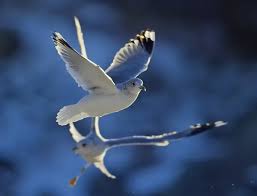 Attēlu rezultāti vaicājumam “Larus canus adult”