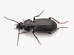 Attēlu rezultāti vaicājumam “Pterostichus sp.”