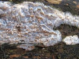 Attēlu rezultāti vaicājumam “Radulomyces confluens”