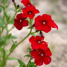 Image result for Phlox drummondii