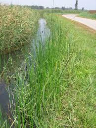 Attēlu rezultāti vaicājumam “Schoenoplectus lacustris subsp. glaucus fruit”