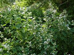 Image result for Althaea officinalis