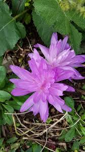 Attēlu rezultāti vaicājumam “Colchicum szovitsii subsp. szovitsii flower”