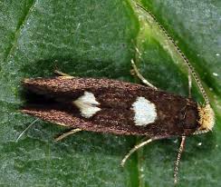 Attēlu rezultāti vaicājumam “Incurvaria oehlmanniella”