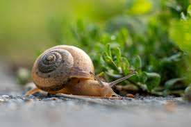 Attēlu rezultāti vaicājumam “Fruticola fruticum”