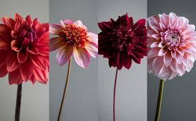 Image result for Dahlia Darkarin`