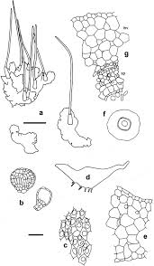 Attēlu rezultāti vaicājumam “Phaeoceros laevis subsp. carolinianus”