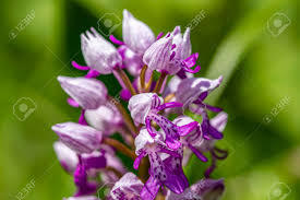 Attēlu rezultāti vaicājumam “Dactylorhiza maculata flower”