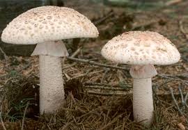 Attēlu rezultāti vaicājumam “Amanita rubescens”