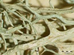 Attēlu rezultāti vaicājumam “Evernia divaricata”