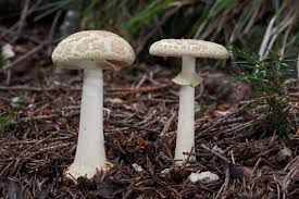 Attēlu rezultāti vaicājumam “Amanita citrina”