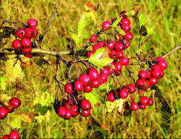 Attēlu rezultāti vaicājumam “Crataegus”