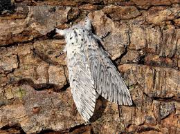 Attēlu rezultāti vaicājumam “Cerura vinula”