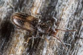 Attēlu rezultāti vaicājumam “Silvanidae”