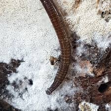 Attēlu rezultāti vaicājumam “Hirudinea”