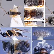 Attēlu rezultāti vaicājumam “Mythimna sp.”
