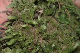 Attēlu rezultāti vaicājumam “Cephalozia bicuspidata”