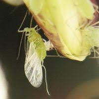 Attēlu rezultāti vaicājumam “Acyrthosiphon”