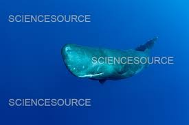 Image result for Physeter macrocephalus