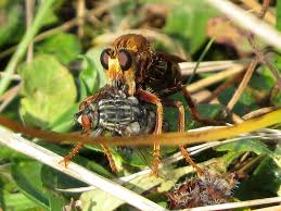 Attēlu rezultāti vaicājumam “Asilus crabroniformis”