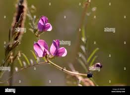 Attēlu rezultāti vaicājumam “Lathyrus sylvestris bud”