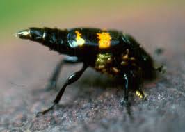 Attēlu rezultāti vaicājumam “Silphidae”