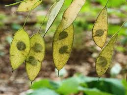 Attēlu rezultāti vaicājumam “Lunaria rediviva leaf”