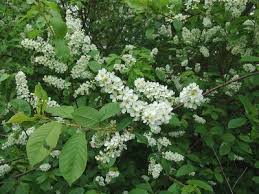 Attēlu rezultāti vaicājumam “Padus avium”