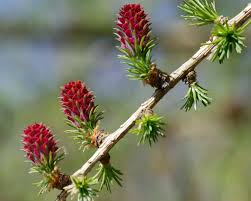 Attēlu rezultāti vaicājumam “Larix decidua flower”