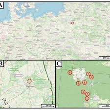 Attēlu rezultāti vaicājumam “Oligonema flavidum sessile”