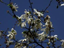 Attēlu rezultāti vaicājumam “Magnolia kobus flower”