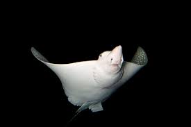 Image result for Aetobatus narinari