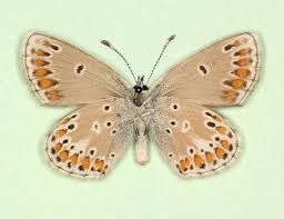 Attēlu rezultāti vaicājumam “Aricia artaxerxes”