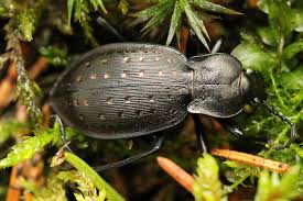 Attēlu rezultāti vaicājumam “Carabus hortensis”