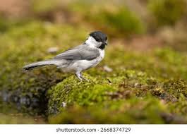 Attēlu rezultāti vaicājumam “Poecile montanus”