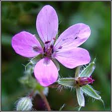 Attēlu rezultāti vaicājumam “Erodium cicutarium flower”