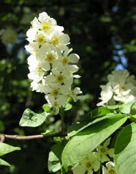 Attēlu rezultāti vaicājumam “Padus avium leaf”