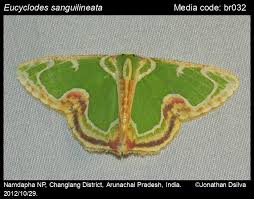 Attēlu rezultāti vaicājumam “Geometridae”