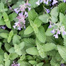 Image result for Nepeta cataria
