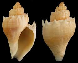 Image result for Melongena corona