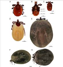 Attēlu rezultāti vaicājumam “Ixodes female”