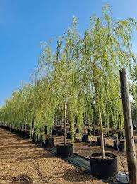 Attēlu rezultāti vaicājumam “Salix alba var. alba”
